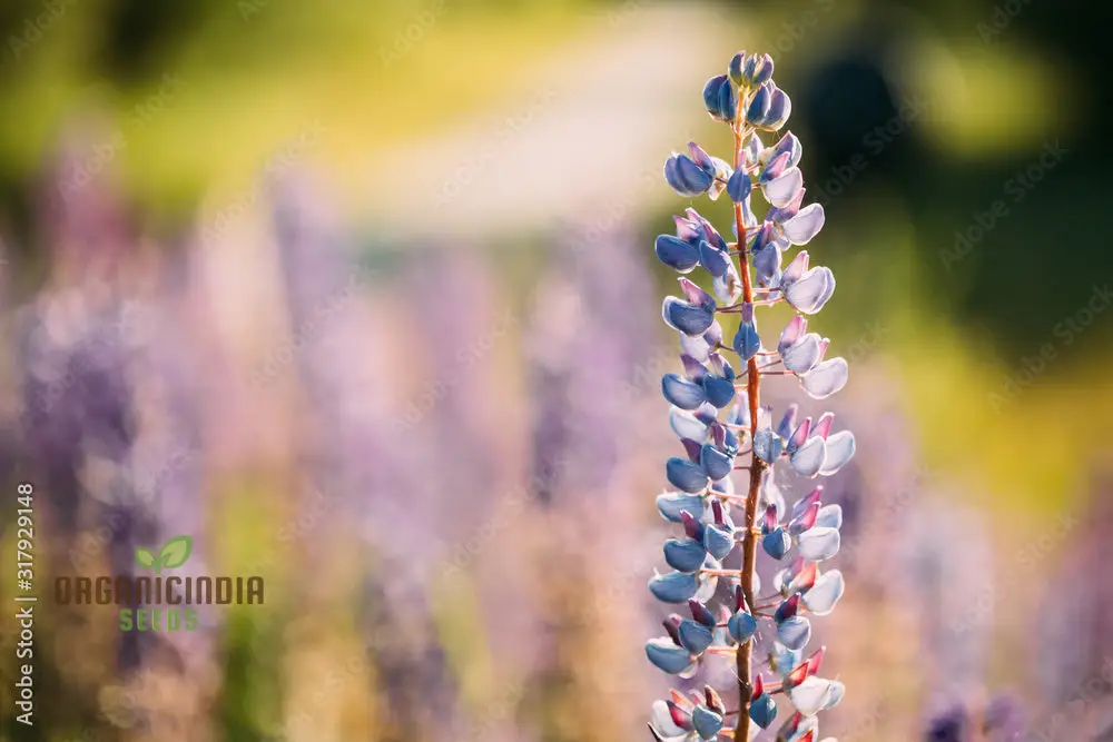 Lupin Sunrise Flower Seeds For Planting: A Gardener's Delight - Discover Vibrant Blooms and Beauty for Your Garden