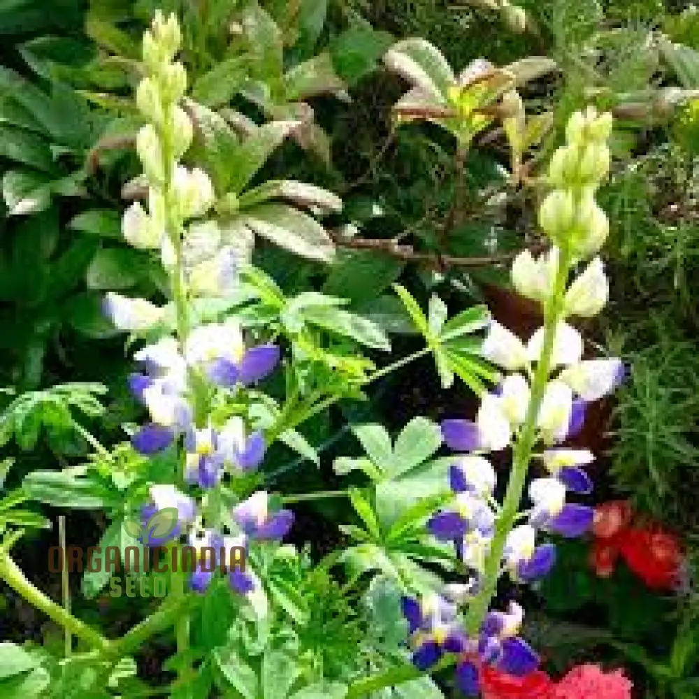 Lupin Sunrise Flower Seeds For Planting: A Gardener's Delight - Discover Vibrant Blooms and Beauty for Your Garden - Image 3