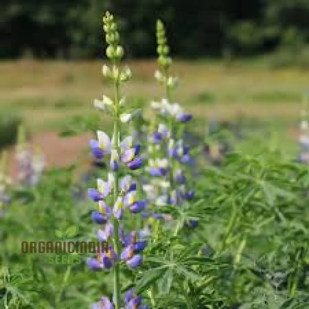 Lupin Sunrise Flower Seeds For Planting: A Gardener's Delight - Discover Vibrant Blooms and Beauty for Your Garden - Image 4