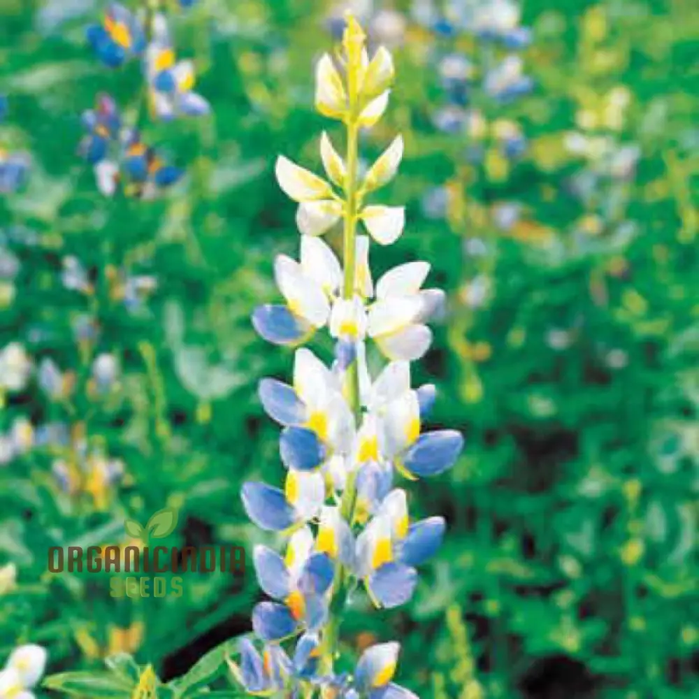 Lupin Sunrise Seeds: Enhance Your Garden with Vibrant Flowers - Premium Quality for Successful Gardening