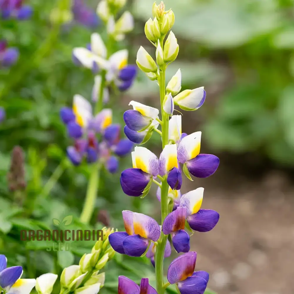 Lupin Sunrise Seeds: Enhance Your Garden with Vibrant Flowers - Premium Quality for Successful Gardening - Image 3