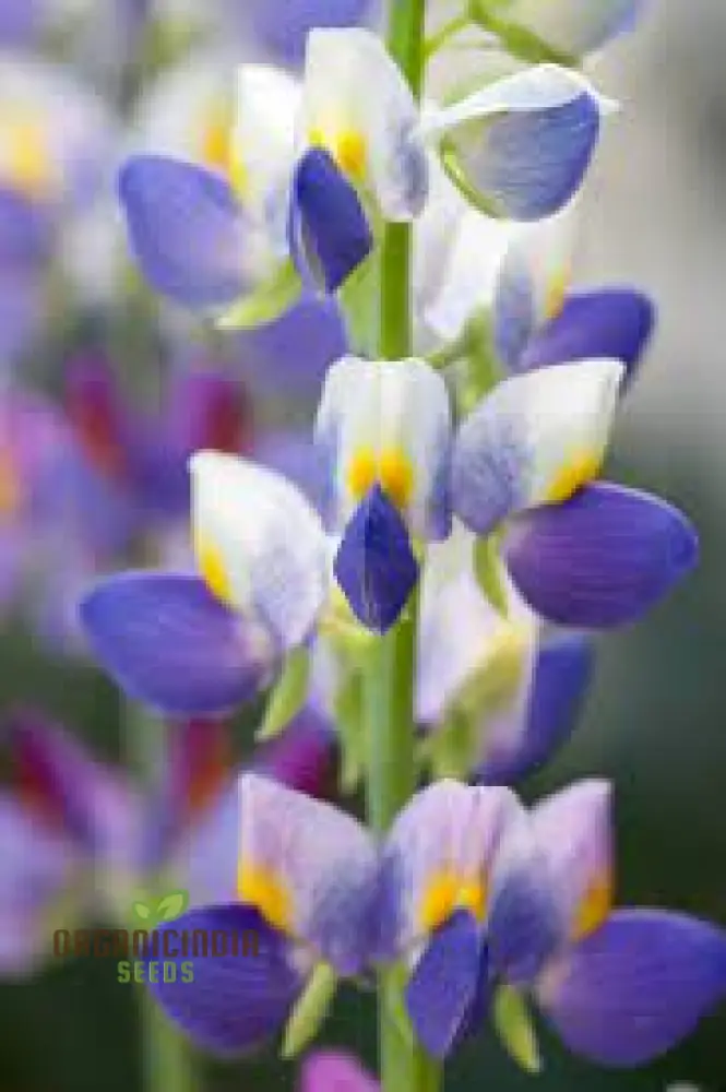 Lupin Sunrise Seeds: Enhance Your Garden with Vibrant Flowers - Premium Quality for Successful Gardening - Image 4