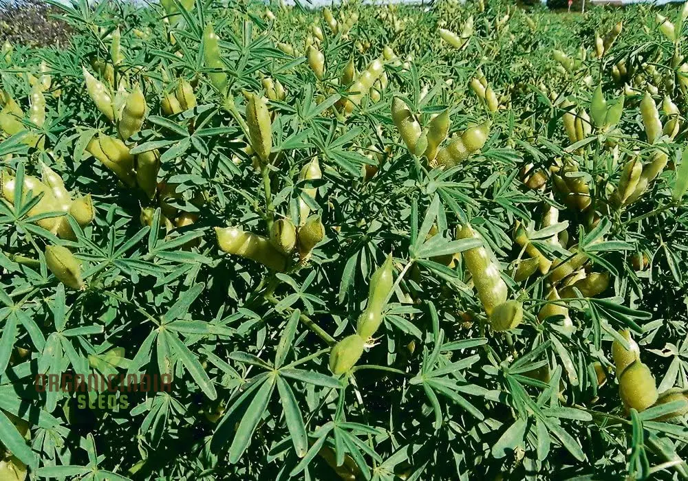 Lupini Bean Seeds 100pcs, 100 Lupini Bean Plant Seeds, Bulk Lupini Bean Seeds for Planting