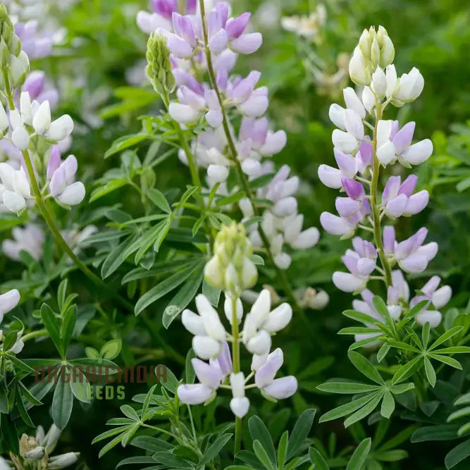 Lupinus Arboreus Snow Queen Flower Seeds, Elegant Addition to Your Garden, Premium Quality Gardening Seeds
