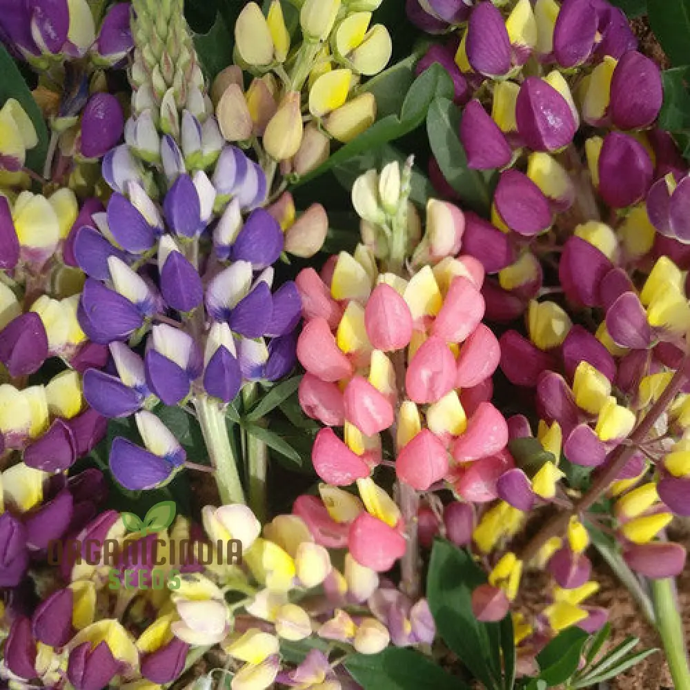 Lupinus Kaleidoscope Flower Seeds for planting