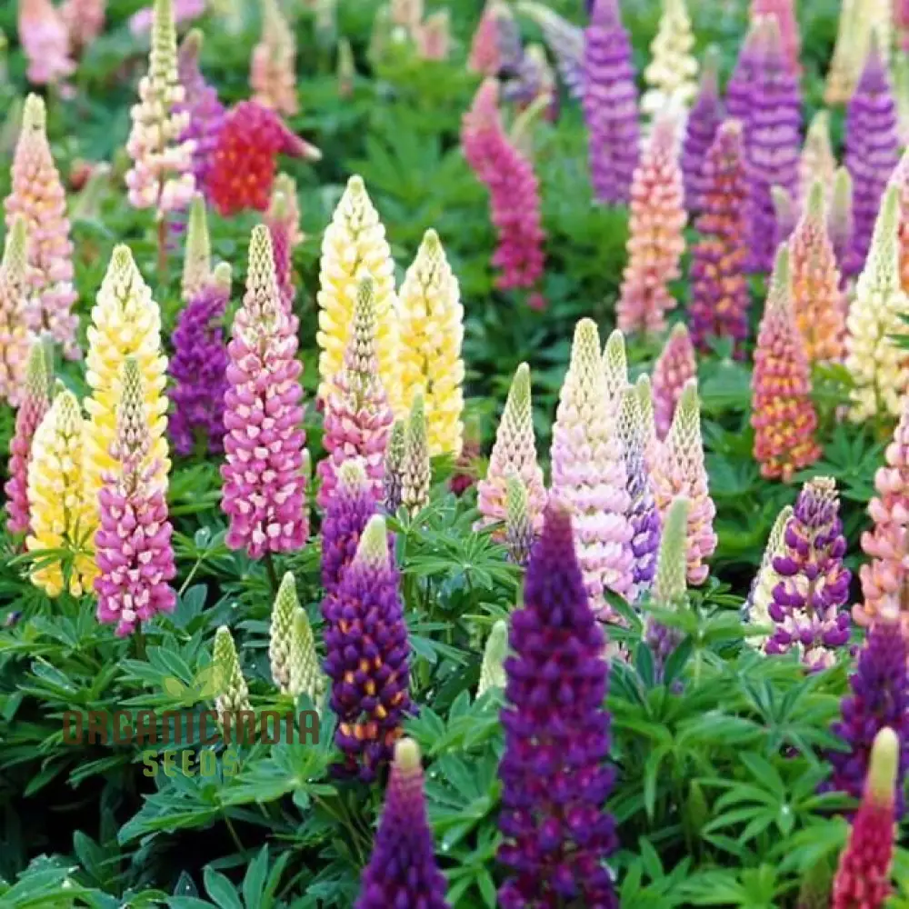 Lupinus Kaleidoscope Flower Seeds for planting - Image 3