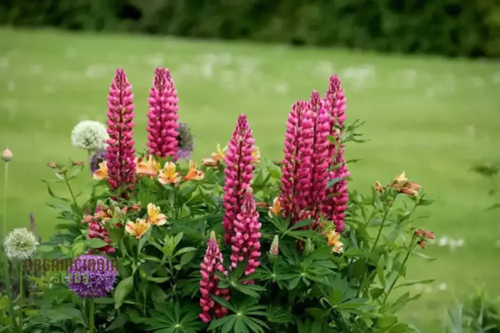 Lupinus Nootkatensis Flower Seeds, Stunning Garden Blooms, Easy-to-Grow Lupine Seeds