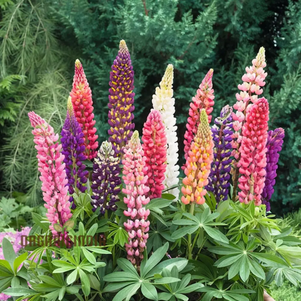 Lupinus Nootkatensis Flower Seeds, Stunning Garden Blooms, Easy-to-Grow Lupine Seeds - Image 3