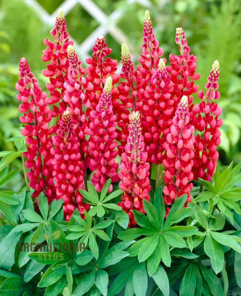 Lupinus x russellii 'My Castle' Flower Seeds for Planting, Majestic Addition to Your Garden, Premium Quality Gardening Seeds