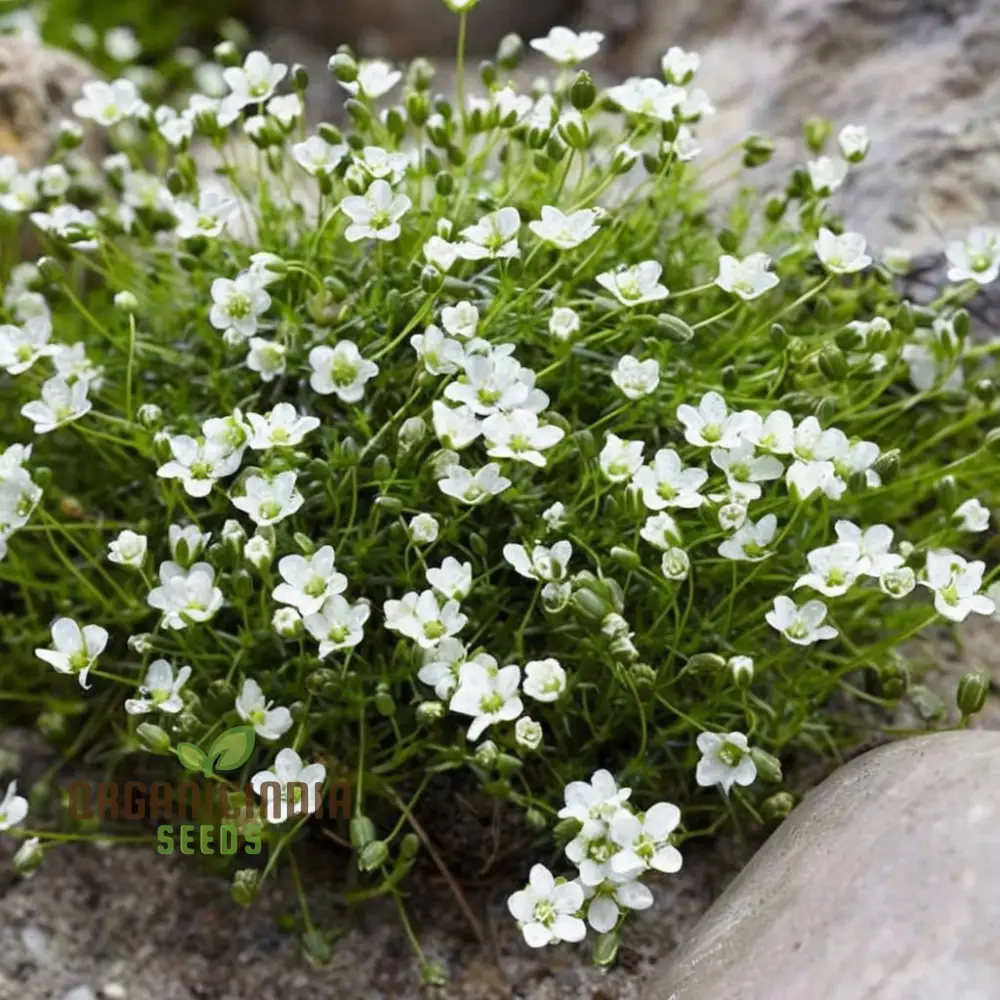 Lush Green Ground Cover, Irish Moss Planting Flower Seeds - Perfect for Planting and Gardening to Enhance Your Garden's Charm