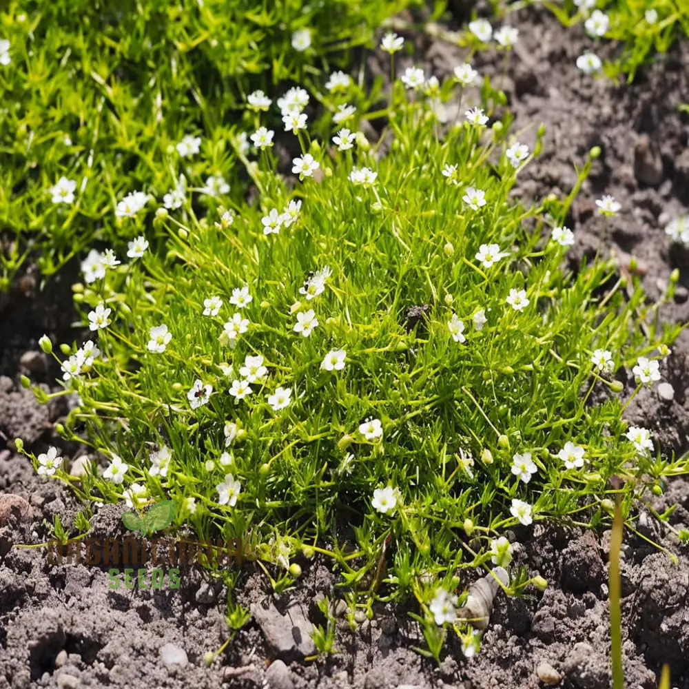 Lush Green Ground Cover, Irish Moss Planting Flower Seeds - Perfect for Planting and Gardening to Enhance Your Garden's Charm - Image 3