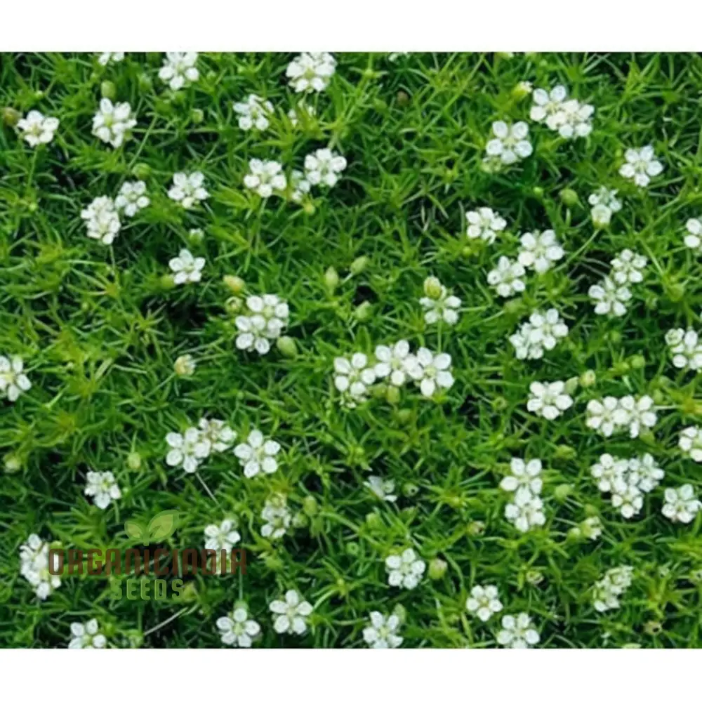 Lush Green Ground Cover, Irish Moss Planting Flower Seeds - Perfect for Planting and Gardening to Enhance Your Garden's Charm - Image 4