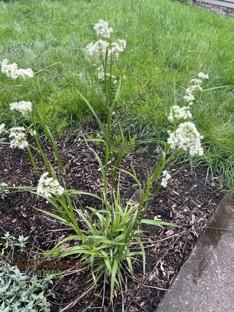 Luzula Nivea Flower Seeds, Elegant and Graceful Your Garden, Premium Quality Gardening Seeds - Image 3