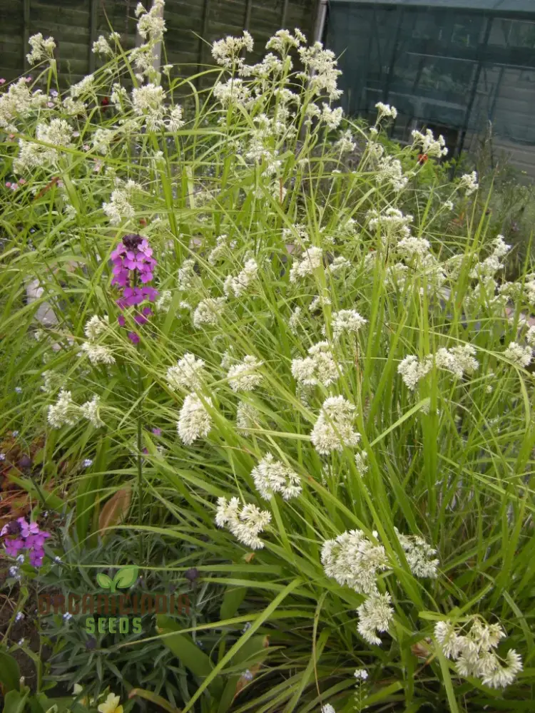Luzula Nivea Flower Seeds, Elegant and Graceful Your Garden, Premium Quality Gardening Seeds - Image 4