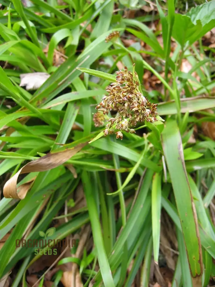 Luzula Sylvatica Seeds, Beautiful and Hardy Addition to Your Garden, Premium Quality Gardening Seeds