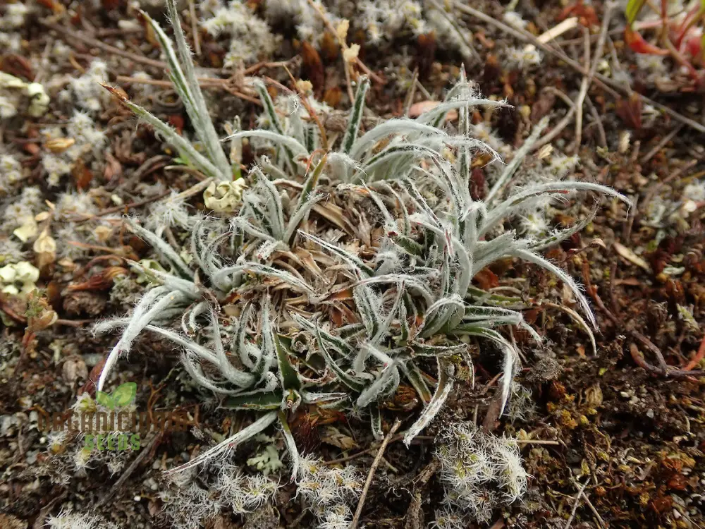 Luzula Ulophylla Seeds, for Planting, Premium Quality Gardening Seeds