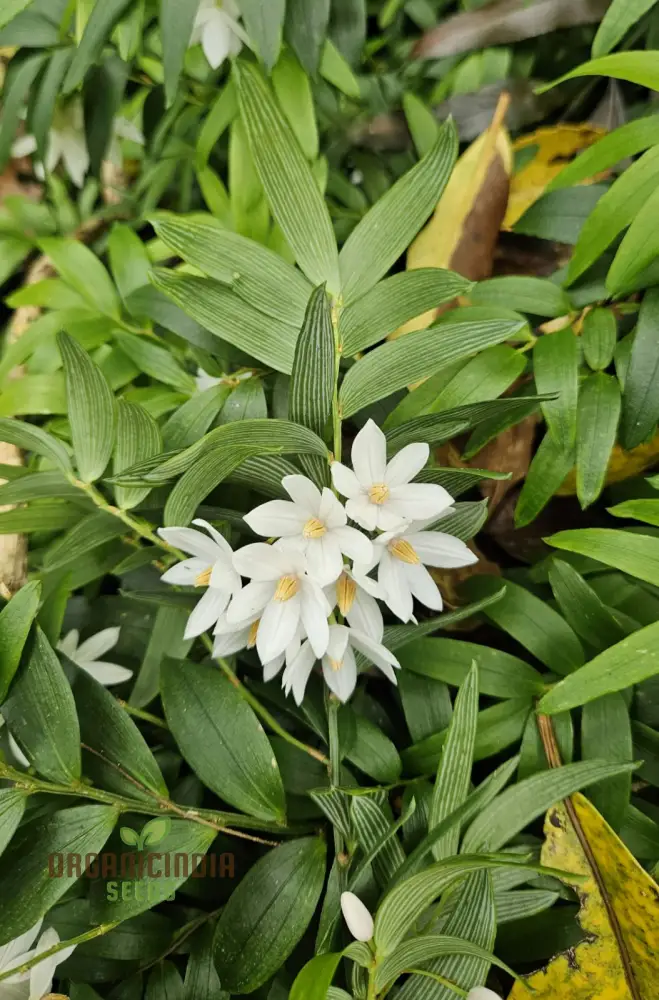 Luzuriaga Radicans Flower Seeds for Planting, Discover Premium Garden Seeds