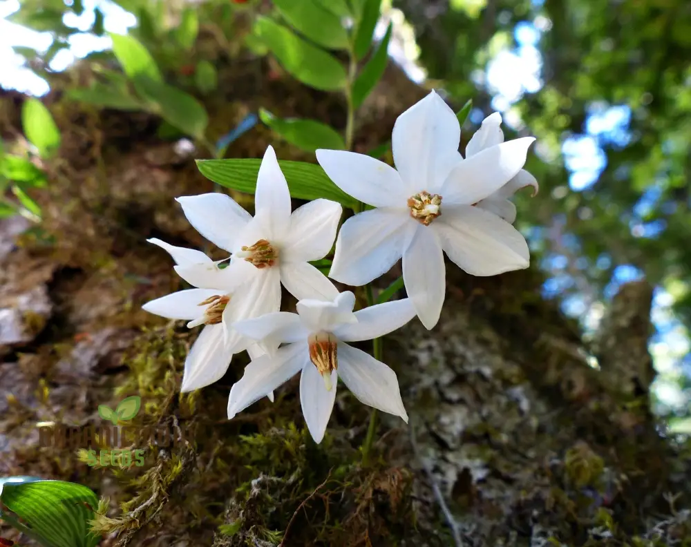 Luzuriaga Radicans Flower Seeds for Planting, Discover Premium Garden Seeds - Image 3