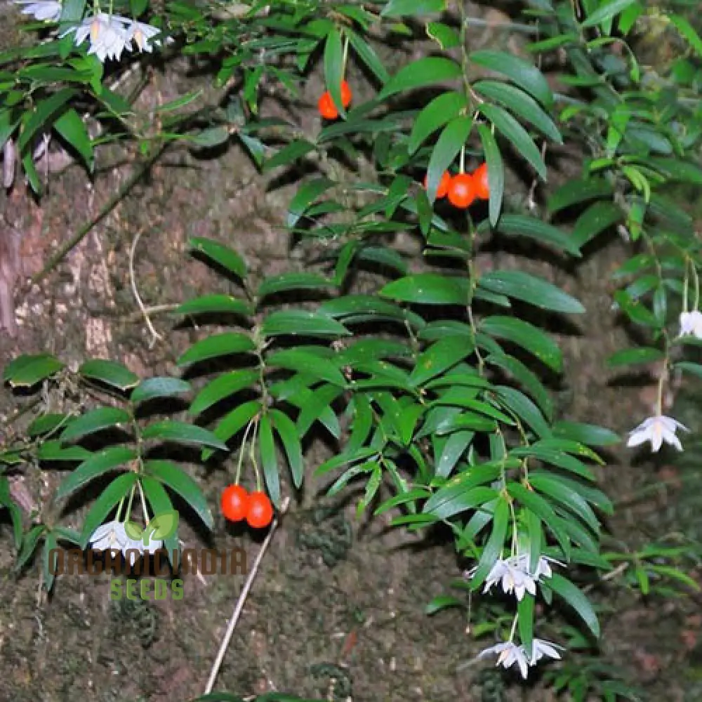 Luzuriaga Radicans Flower Seeds for Planting, Discover Premium Garden Seeds - Image 4