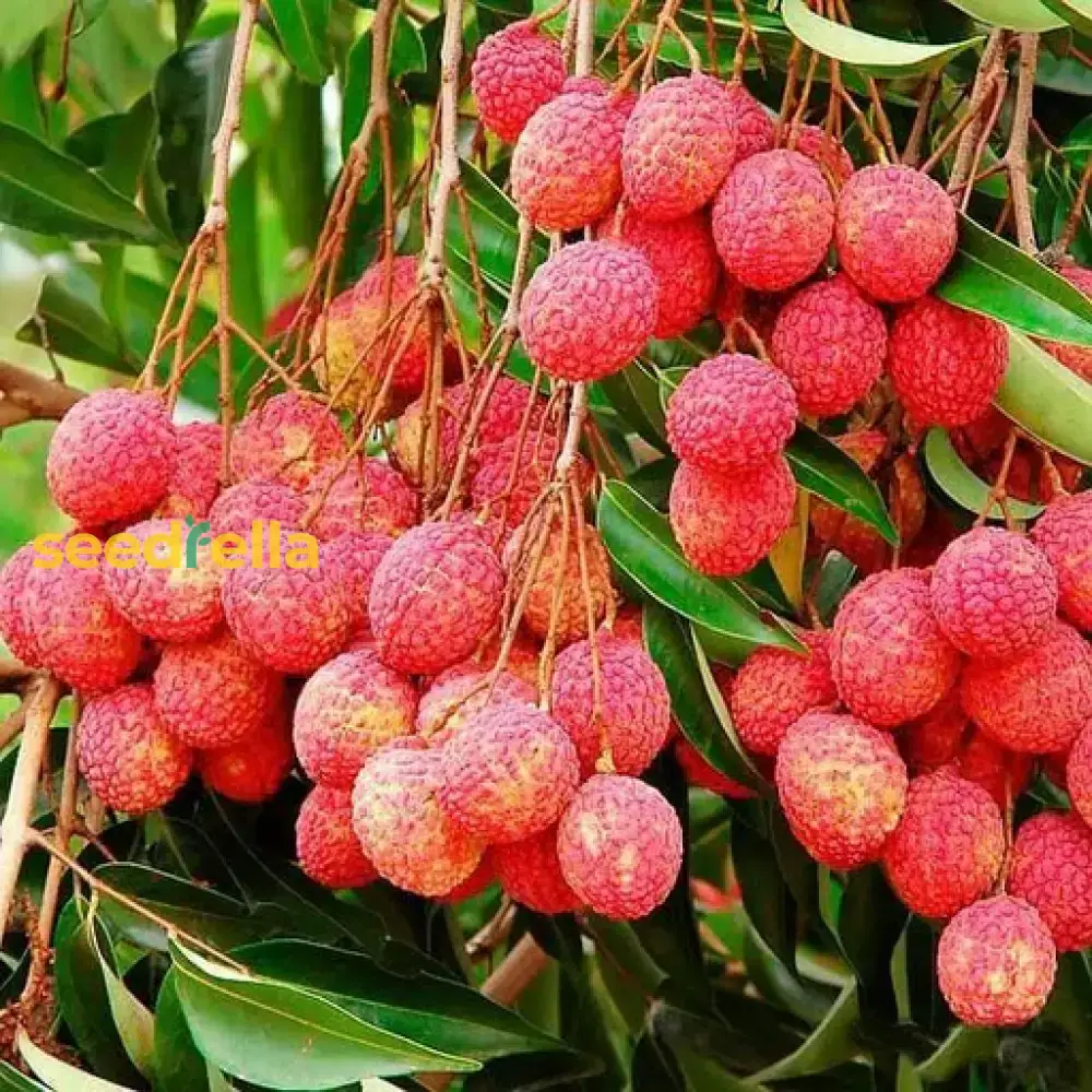 Lychee Fruit Seeds for Easy Planting - Grow Delicious, Sweet Lychees at Home
