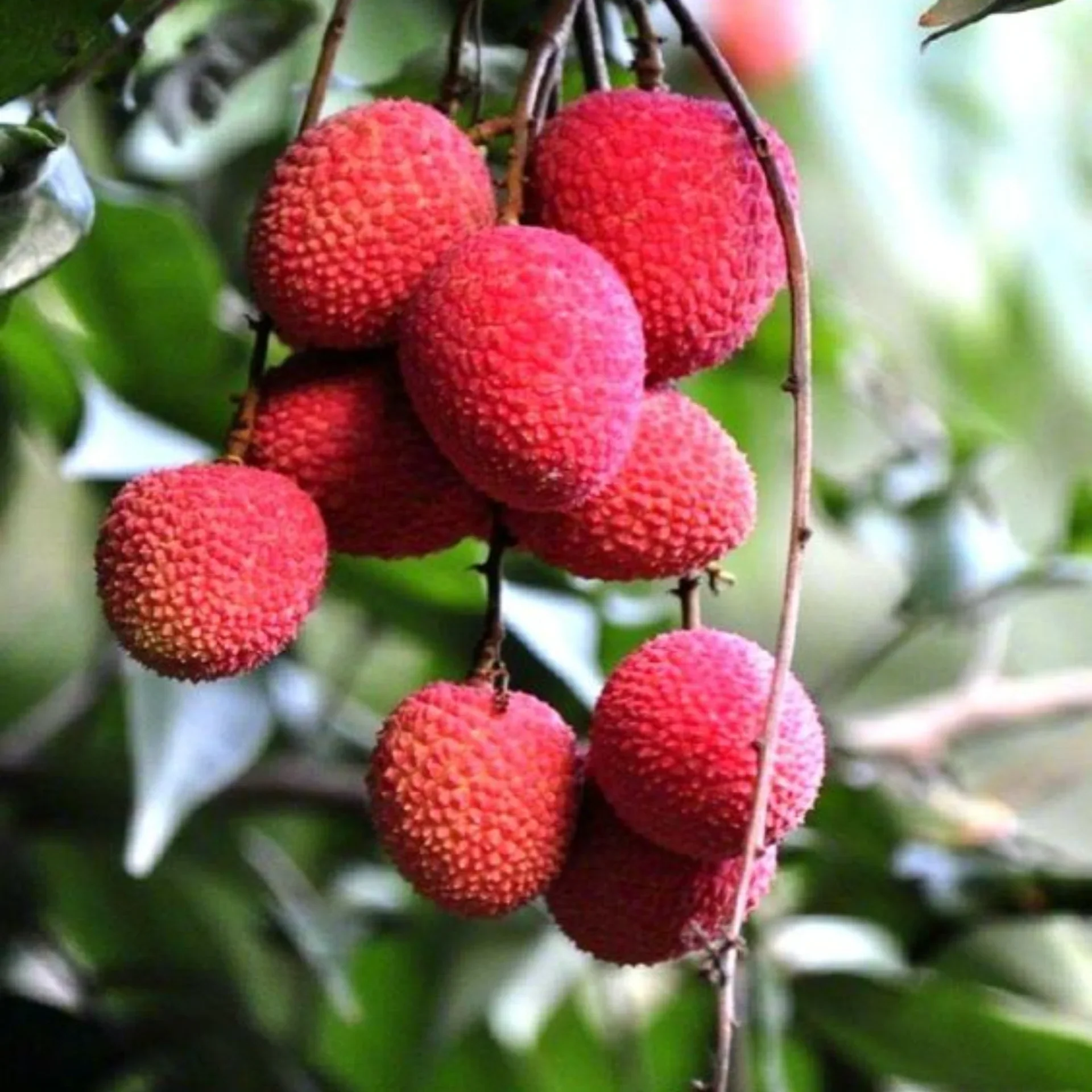 Lychee Fruit Seeds for Easy Planting - Grow Delicious, Sweet Lychees at Home - Image 3