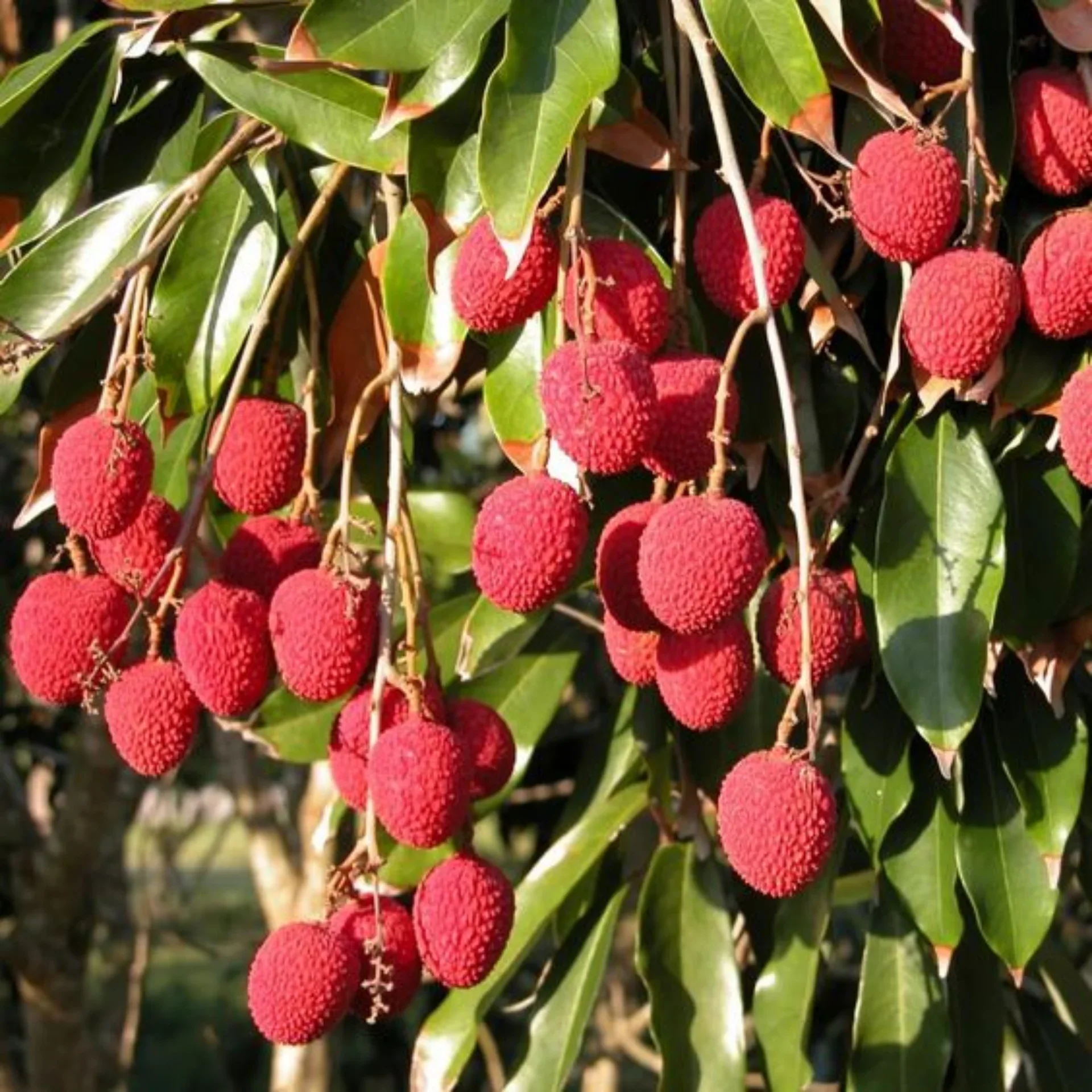 Lychee Fruit Seeds for Easy Planting - Grow Delicious, Sweet Lychees at Home - Image 4