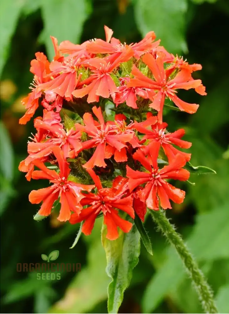 Lychnis Arkwrightii Flower Seeds, Vibrant Addition for Your Garden, Premium Garden Seeds