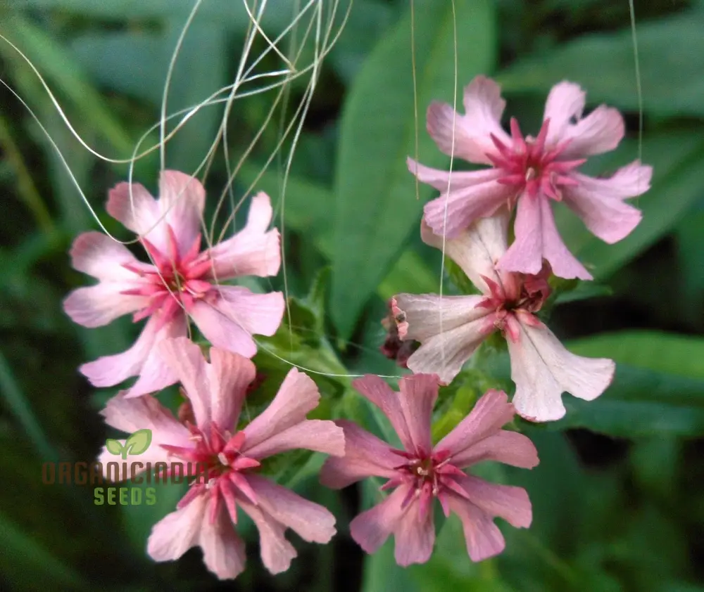 Lychnis Chalcedonica Pinkie Flower Seeds, Beautiful Garden Addition, Premium Seeds for Gardening