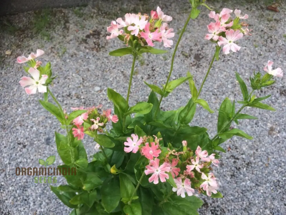 Lychnis Chalcedonica Pinkie Flower Seeds, Beautiful Garden Addition, Premium Seeds for Gardening - Image 3