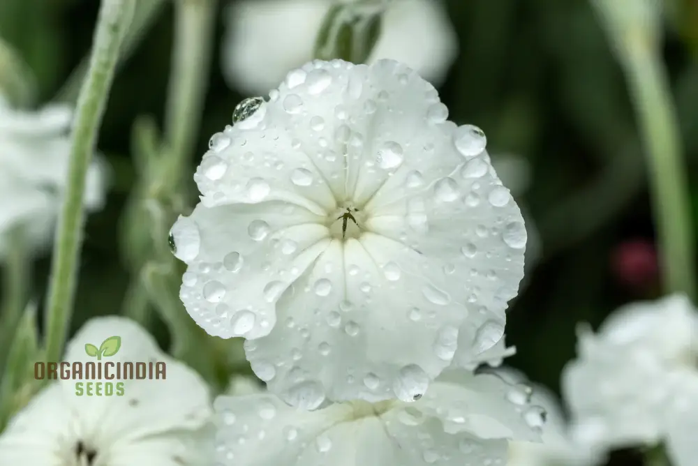 Lychnis Coronaria Alba Flower Seeds, Beautiful White Blooms for Your Garden, Premium Seeds for Gardening