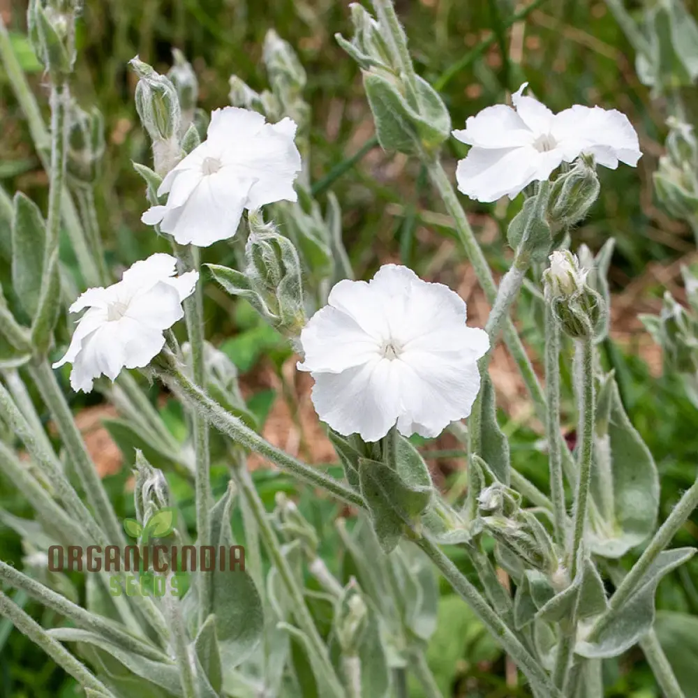 Lychnis Coronaria Alba Flower Seeds, Beautiful White Blooms for Your Garden, Premium Seeds for Gardening - Image 3