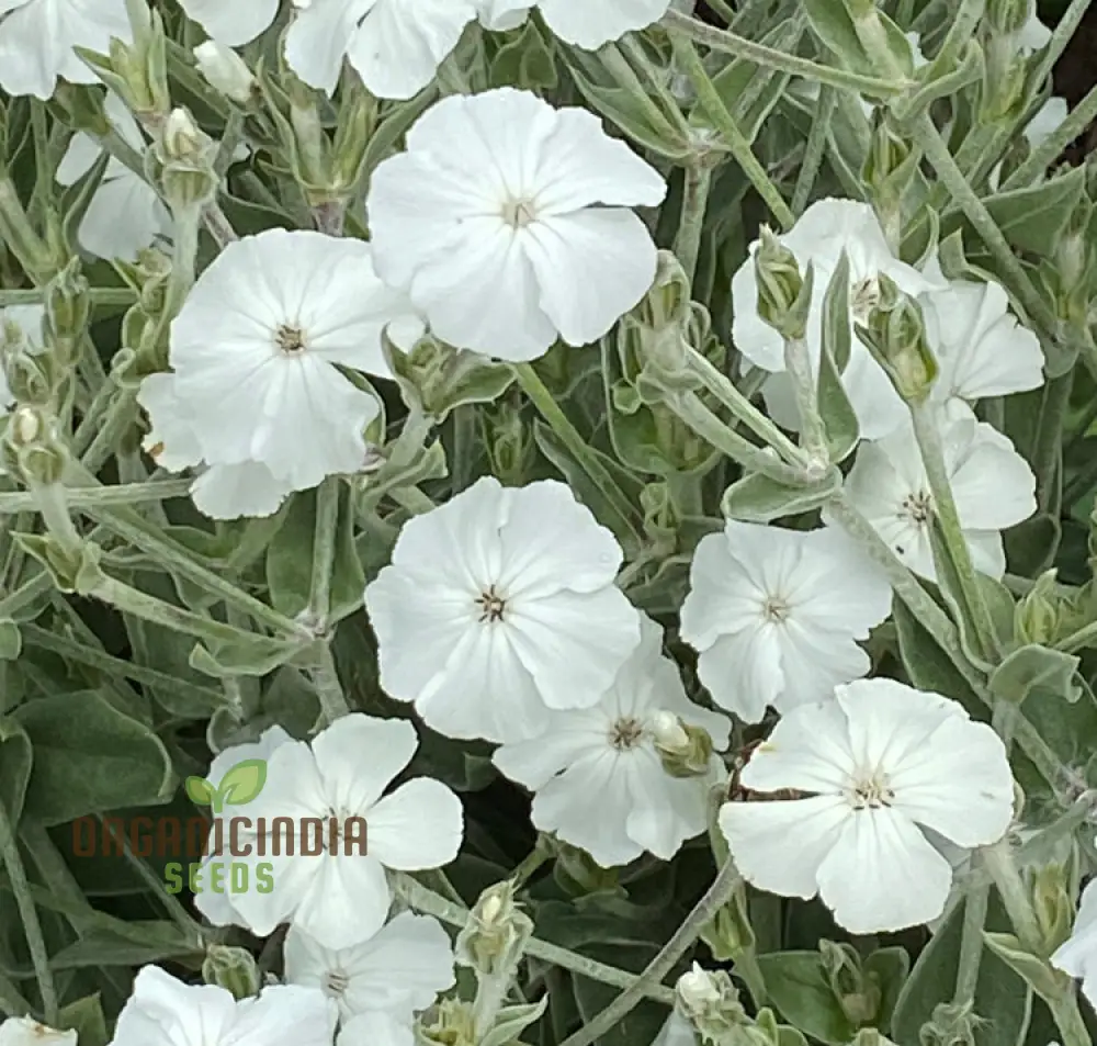 Lychnis Coronaria Alba Flower Seeds, Beautiful White Blooms for Your Garden, Premium Seeds for Gardening - Image 4