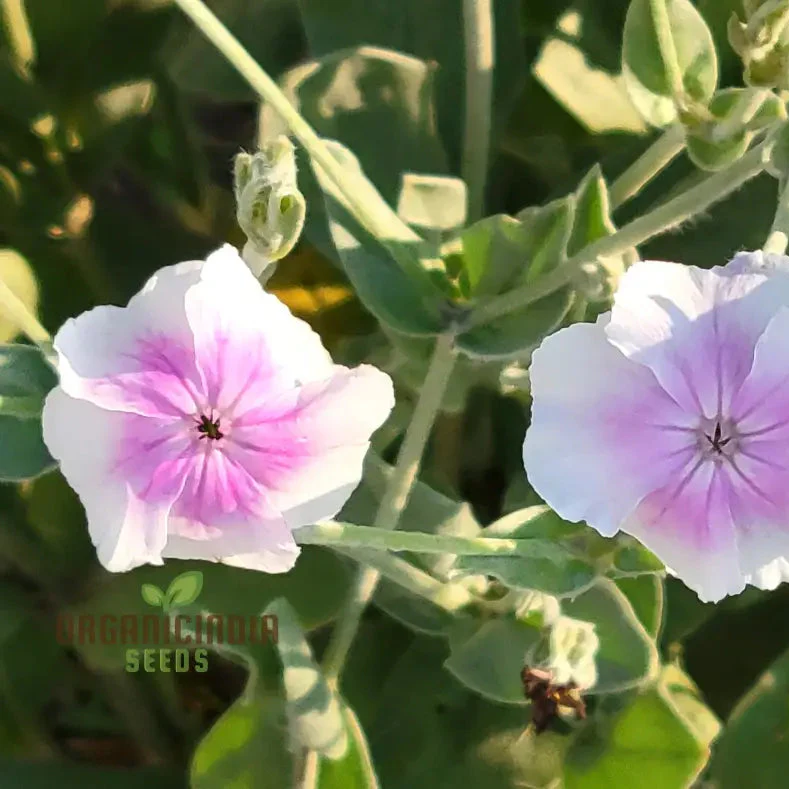 Lychnis Coronaria 'Angel's Blush' Flower Seeds Delicate and Unique Garden Blooms, Premium Seeds for Gardening
