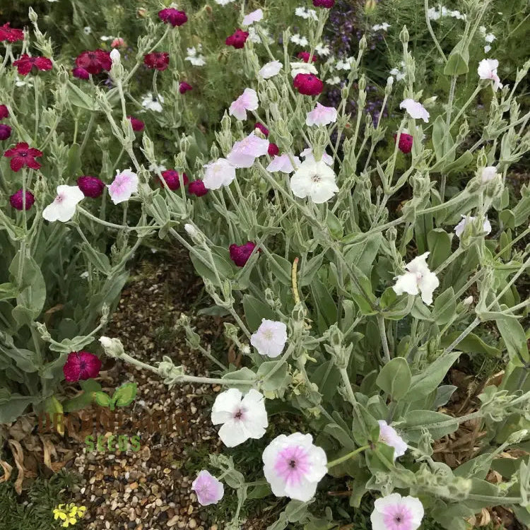 Lychnis Coronaria 'Angel's Blush' Flower Seeds Delicate and Unique Garden Blooms, Premium Seeds for Gardening - Image 3