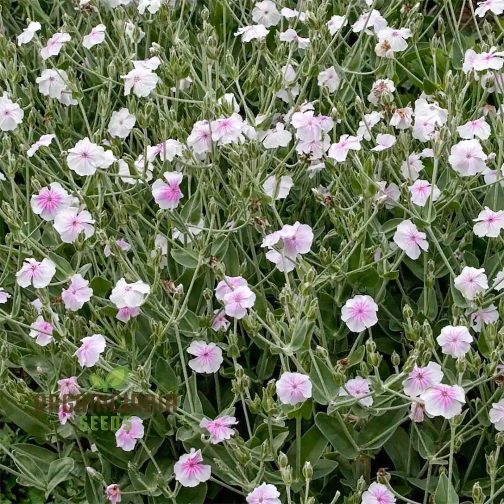 Lychnis Coronaria 'Angel's Blush' Flower Seeds Delicate and Unique Garden Blooms, Premium Seeds for Gardening - Image 4