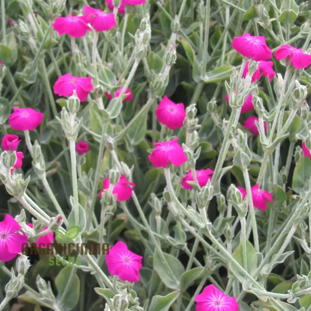 Lychnis Coronaria Flower Seeds for Planting , Premium Seeds for Gardening - Image 3