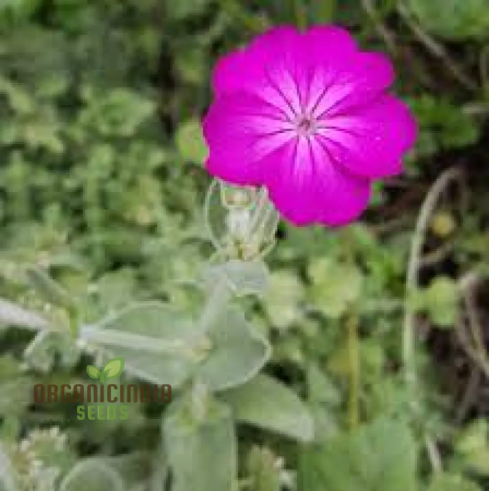 Lychnis Coronaria Flower Seeds for Planting , Premium Seeds for Gardening - Image 4