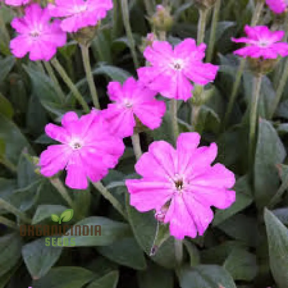 Lychnis Flos-Jovis Flower Seeds for Planting, Premium Seeds for Gardening