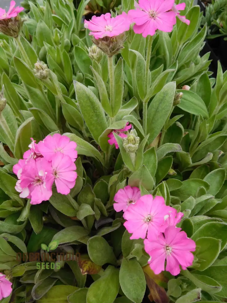 Lychnis Flos-Jovis Flower Seeds for Planting, Premium Seeds for Gardening - Image 3