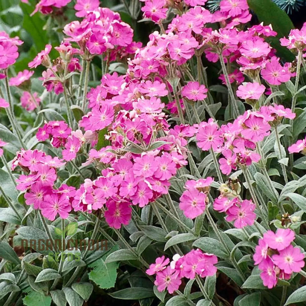Lychnis Flos-Jovis Flower Seeds for Planting, Premium Seeds for Gardening - Image 4