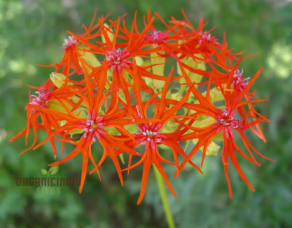 Lychnis Wilfordii Flower Seeds, Rare and Elegant Garden Addition, Premium Seeds for Gardening