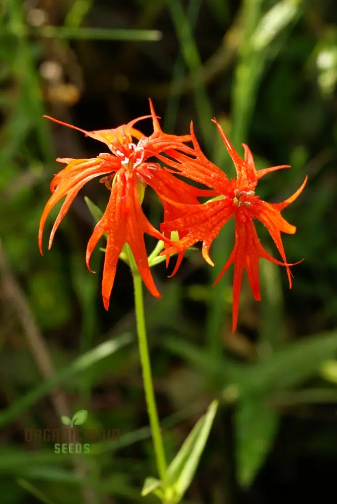 Lychnis Wilfordii Flower Seeds, Rare and Elegant Garden Addition, Premium Seeds for Gardening - Image 3