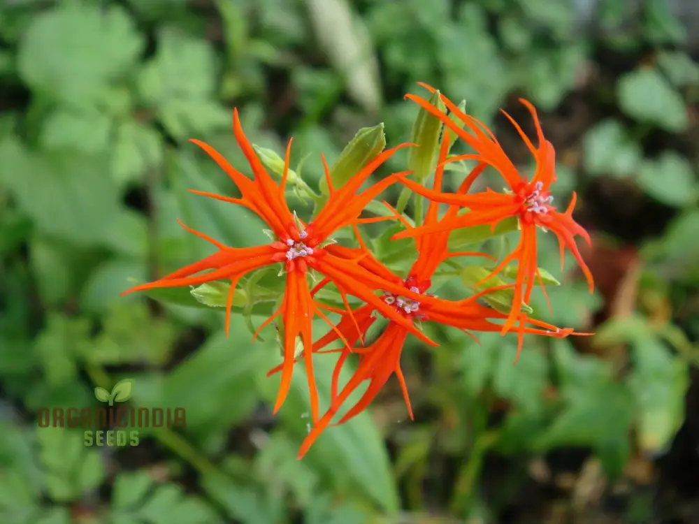 Lychnis Wilfordii Flower Seeds, Rare and Elegant Garden Addition, Premium Seeds for Gardening - Image 4