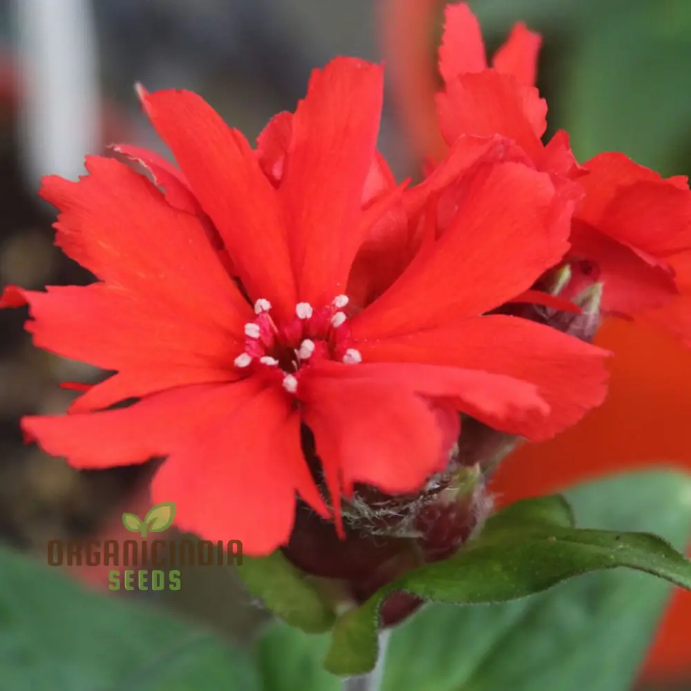 Lychnis x haageana 'Molten Lava' Flower Seeds, Vibrant Garden Blooms, Premium Seeds for Gardening