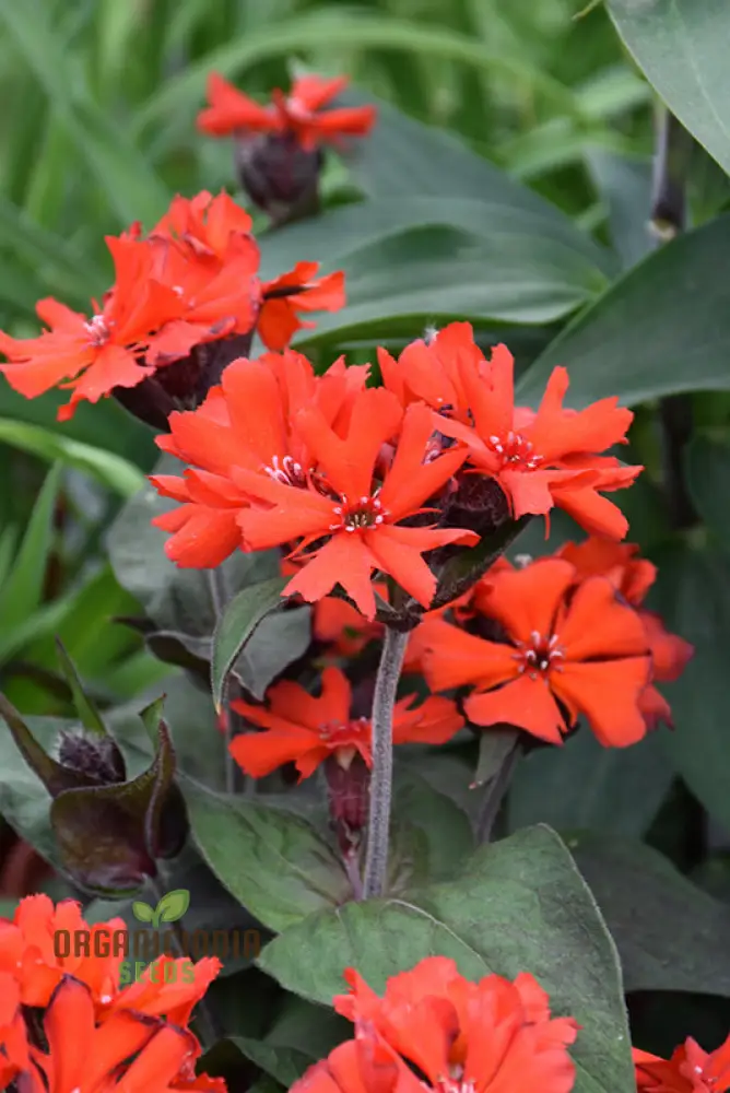 Lychnis x haageana 'Molten Lava' Flower Seeds, Vibrant Garden Blooms, Premium Seeds for Gardening - Image 3