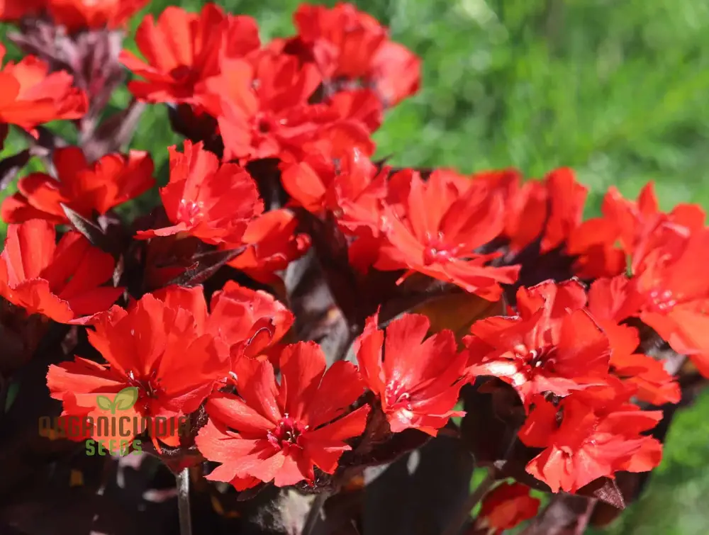 Lychnis x haageana 'Molten Lava' Flower Seeds, Vibrant Garden Blooms, Premium Seeds for Gardening - Image 4