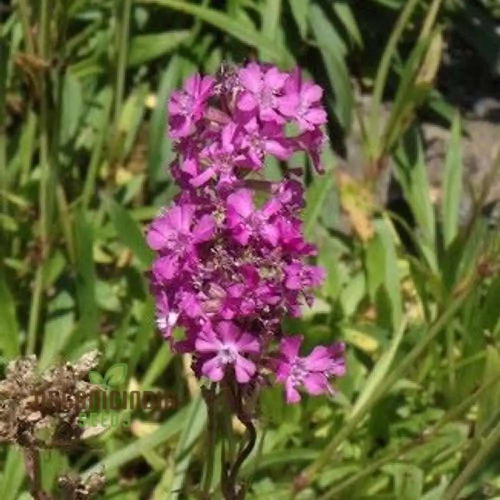 Lychnis Yunnanensis Flower Seeds for Planting, Unique and Colorful Garden Blooms