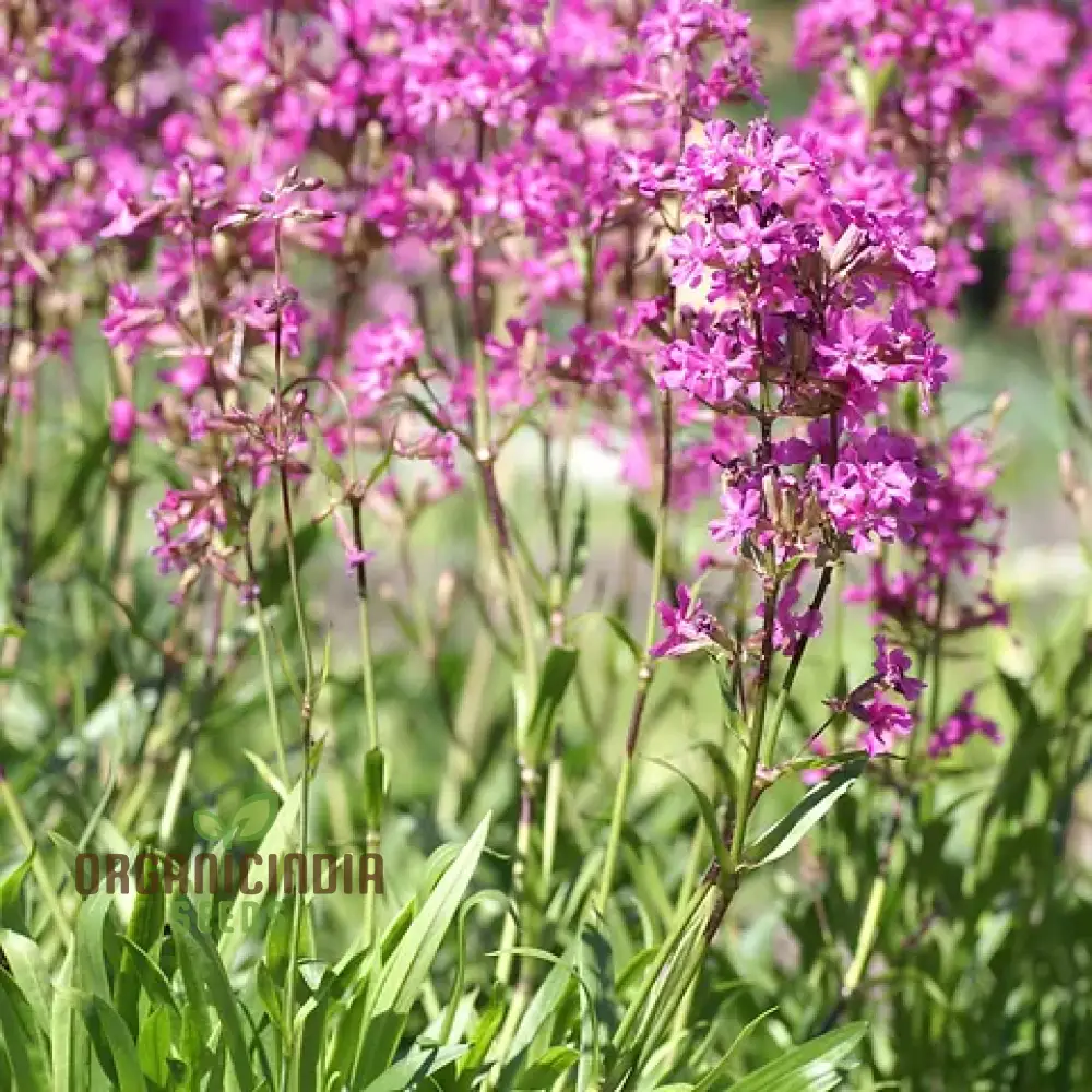 Lychnis Yunnanensis Flower Seeds for Planting, Unique and Colorful Garden Blooms - Image 4