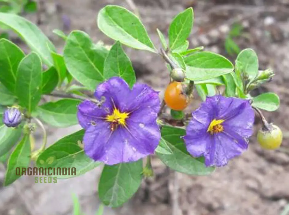 Lycianthes Lycoides Flower Seeds, Exotic and Rare Garden Blooms, Premium Seeds for Gardening