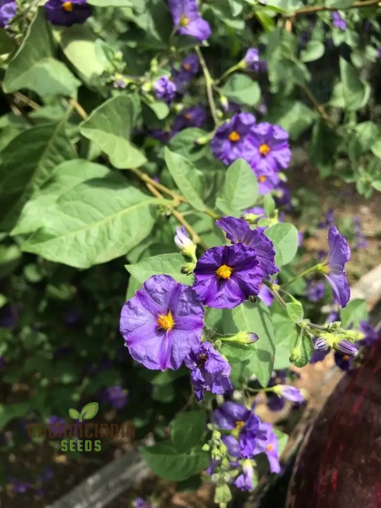 Lycianthes Lycoides Flower Seeds, Exotic and Rare Garden Blooms, Premium Seeds for Gardening - Image 3